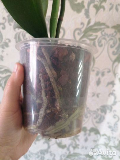 Фаленопсис биглип