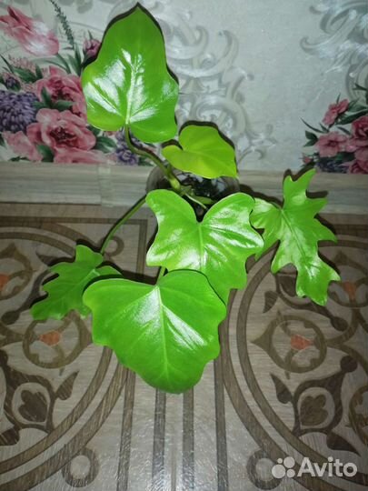 Филодендрон