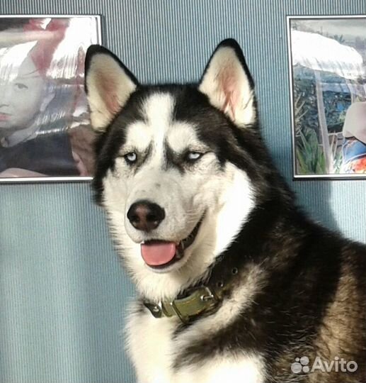 Вязка без оплаты