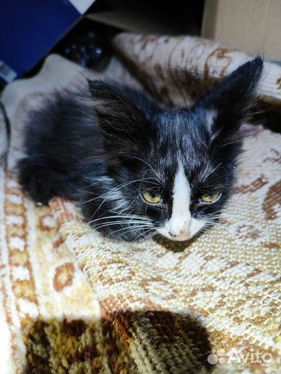 Котёнок в добрые руки :)