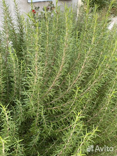 Розмарин букет приправа