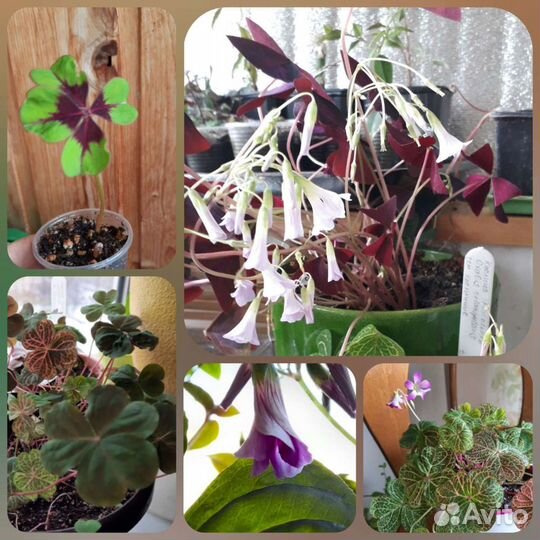 Кислица оксалис