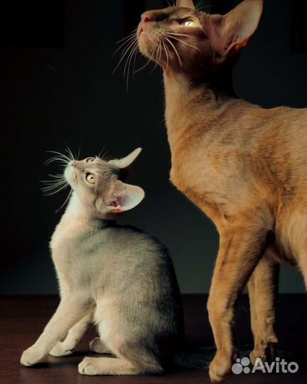 Фотограф анималист. Видеосъёмка животных