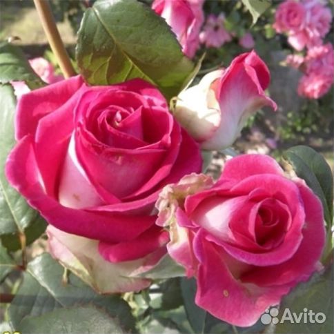 Роза чайно-гибридная Утро Парижа (Utro Parisa)