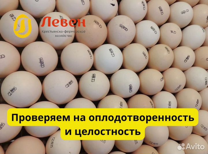 Инкубационное яйцо бройлера Кобб 500 и Росс 308