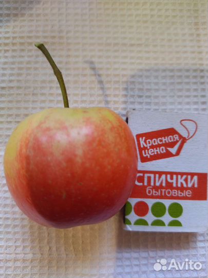 Яблочки, крупный ранет