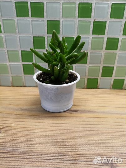 Толстянка крассула хоббит