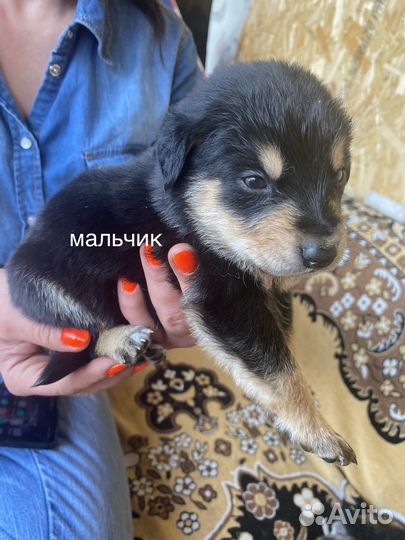 Щенки помесь