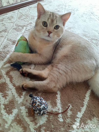 Шотландский котик
