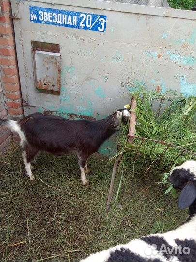 Продаются козы и козел