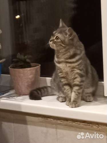 Котик для фото/видео съемки