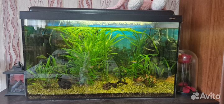 Аквариум