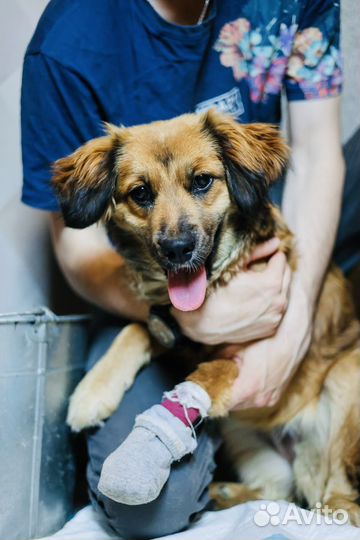 Щенок Адель из приюта