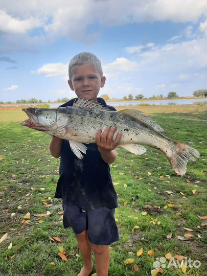 Черты на судака