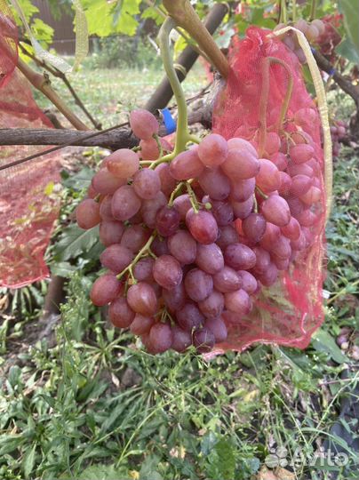 Продажа саженцев винограда