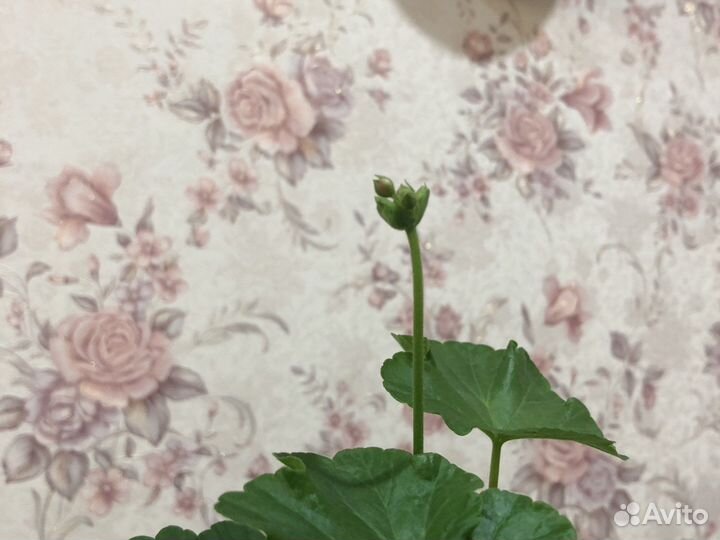 Герань розебудная