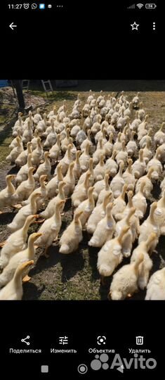 Гусята суточные и подрощеные