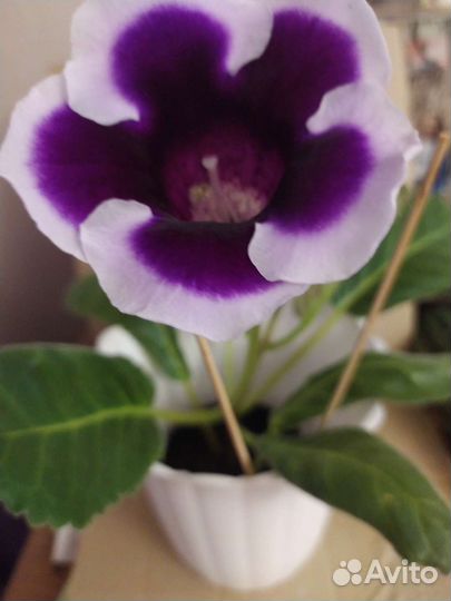 Глоксиния цветущая