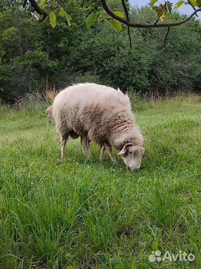 Баран Куйбышевский