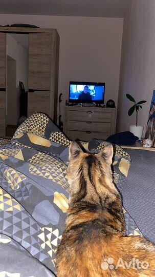 Одам бесплатно кошку