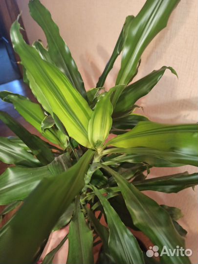 Пальма Драцена