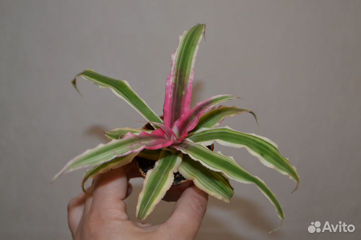 Криптантус. Комнатные цветы. Растения. Для дома