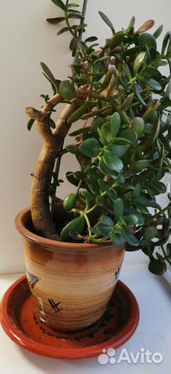 Цветок Денежное дерево (Крассула, Толстянка)