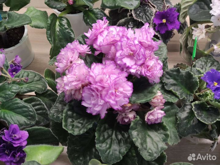 Фиалки сортовые лист, детки, стартеры