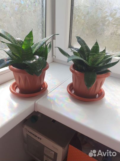 Сансевиерия ханни