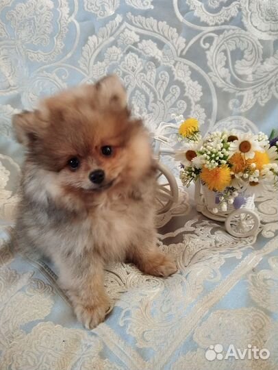 Немецкий шпиц