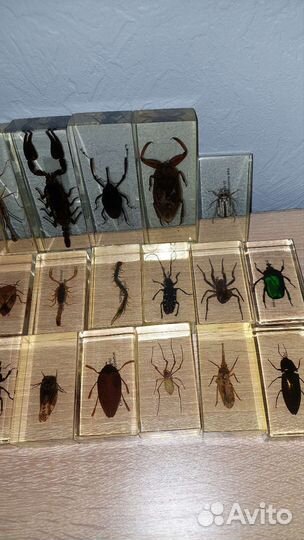 Коллекция насекомых