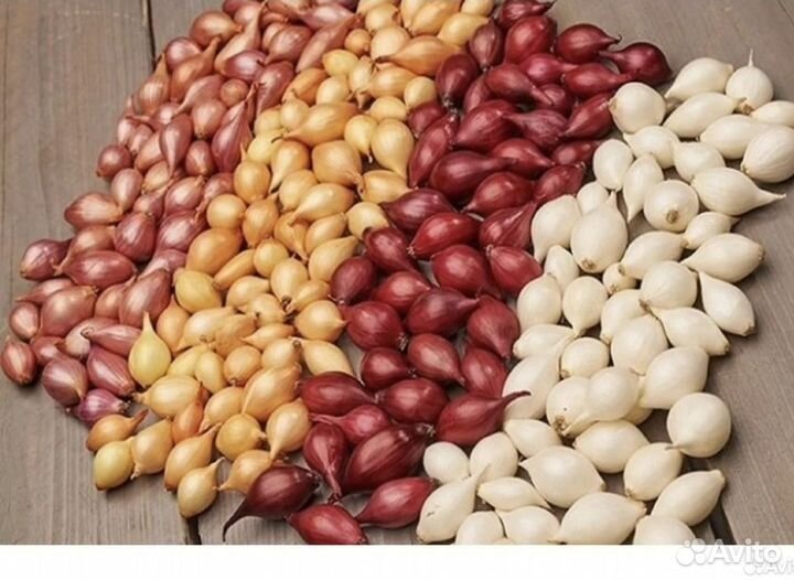 Лук севок разные сорта