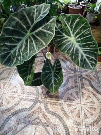 Алоказия Анторо Вельвет и другие