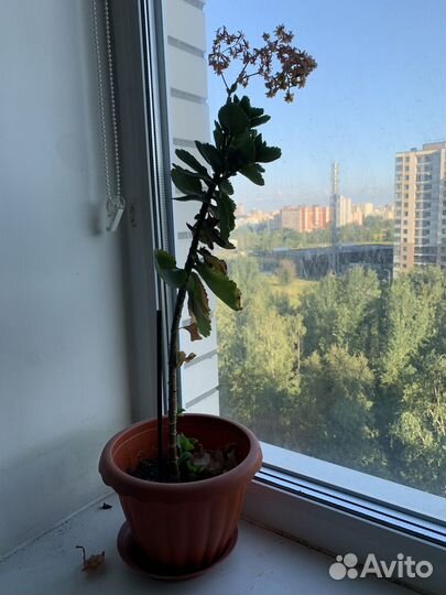 Комнатные растения