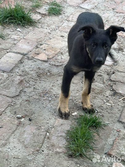 Немецкая овчарка девочка