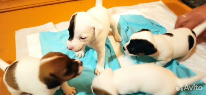 Щенки Джек Рассел Терьер