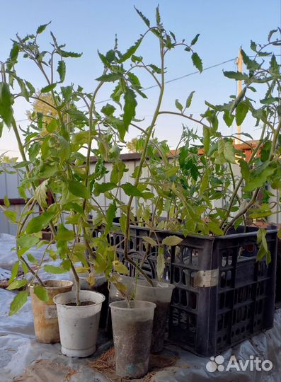 Рассада помидор