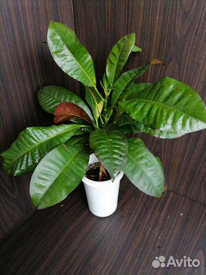 Кротон миссис айстон