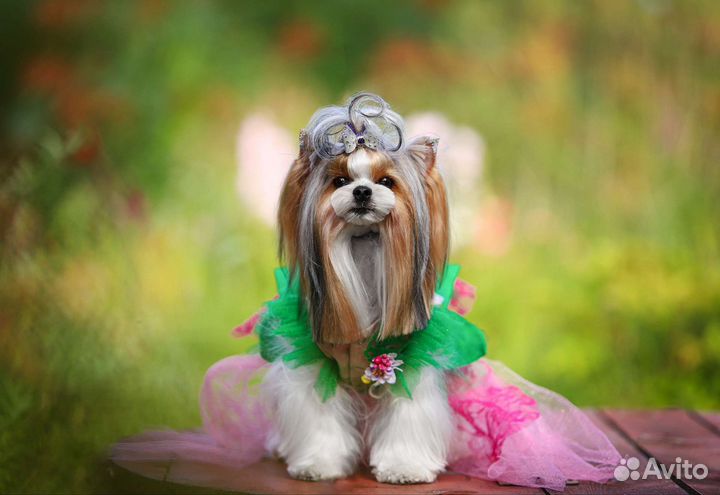 Фотограф анималист