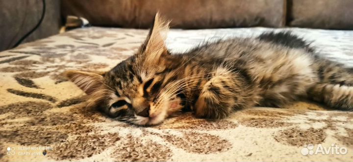 Котёнок бесплатно