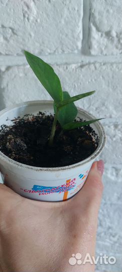 Замиокулькас