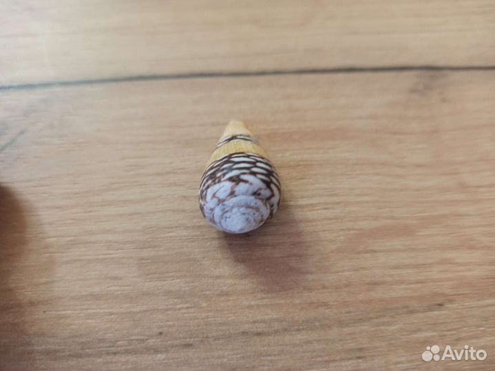 Морская раковина