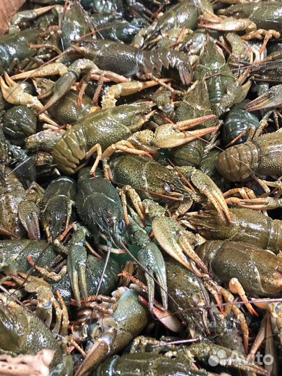 Живые раки оптом