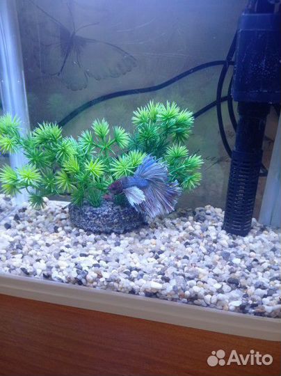 Аквариум