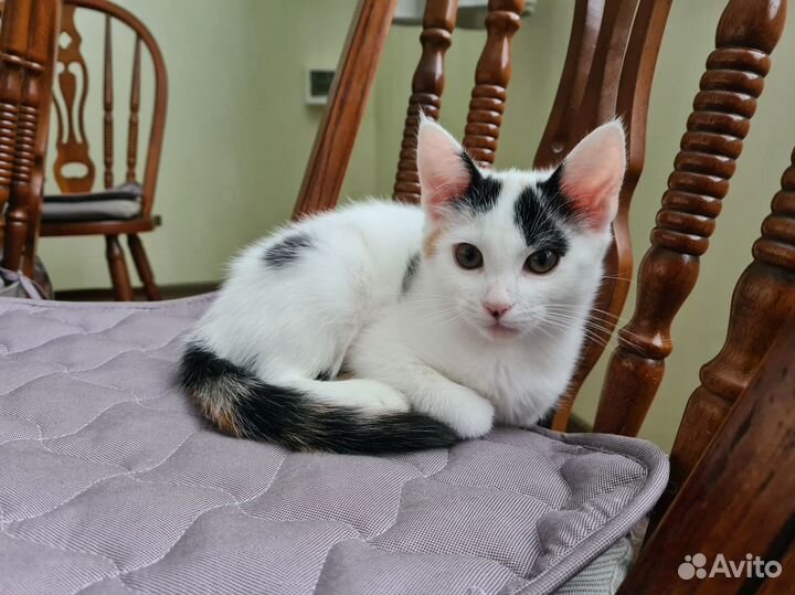 Отдам котенка в хорошие руки