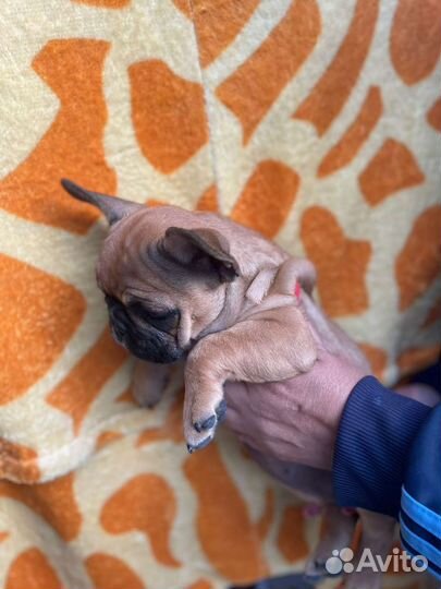 Французский бульдог щенки РКФ