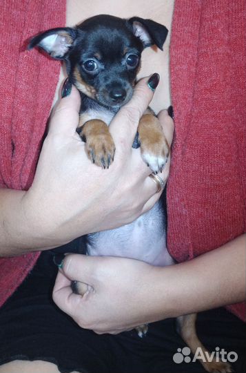 Той-терьер щенки