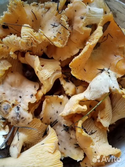 Грибы свежие
