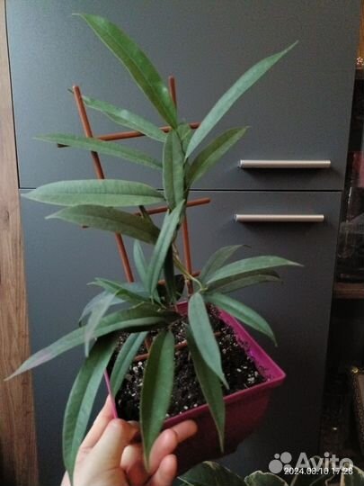 Комнатные цветы