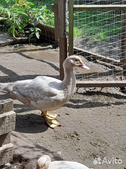 Мускусные утки немецкая тяжелая линия